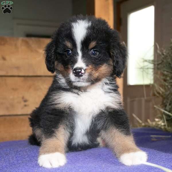 Buster, Bernedoodle Puppy